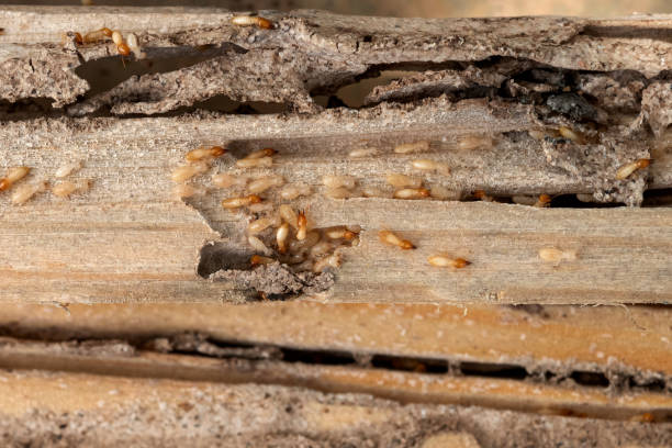Best Local Pest Control Services  in Willamina, OR
